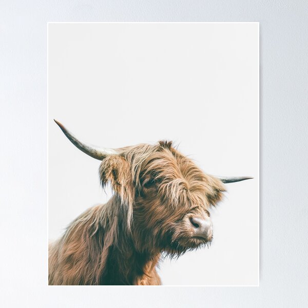 Majestic Highland cow portrait Poster