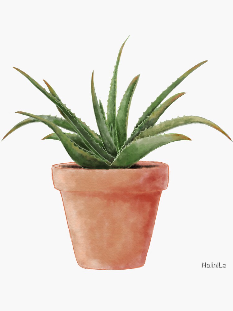 Aloe Vera plant watercolor illustration by NaliniLe