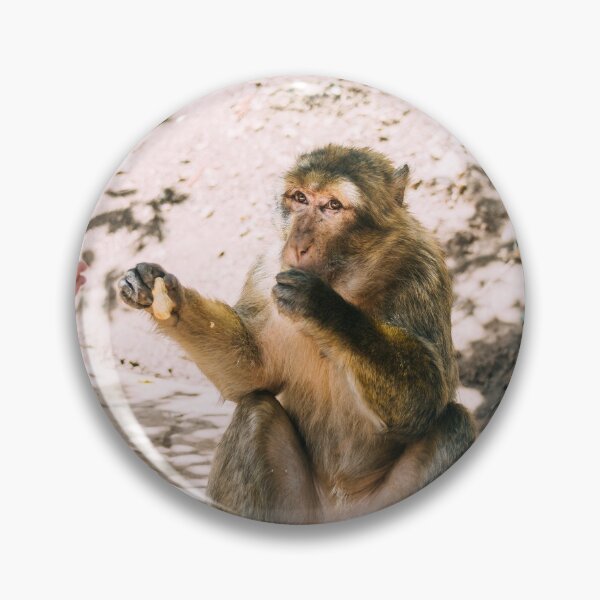 Item preview, Barbary Macaque Eating Peanuts designed and sold by ppolecho.
