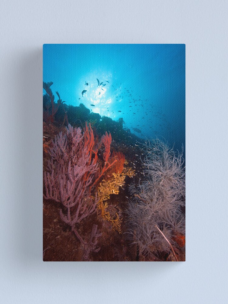 Alternate view of Coral on the wreck of the SS Yongala Canvas Print