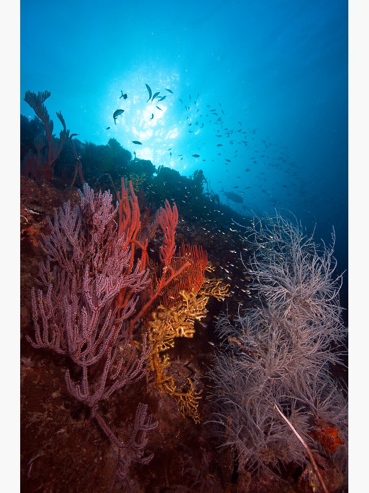 Coral on the wreck of the SS Yongala by DavidWachenfeld