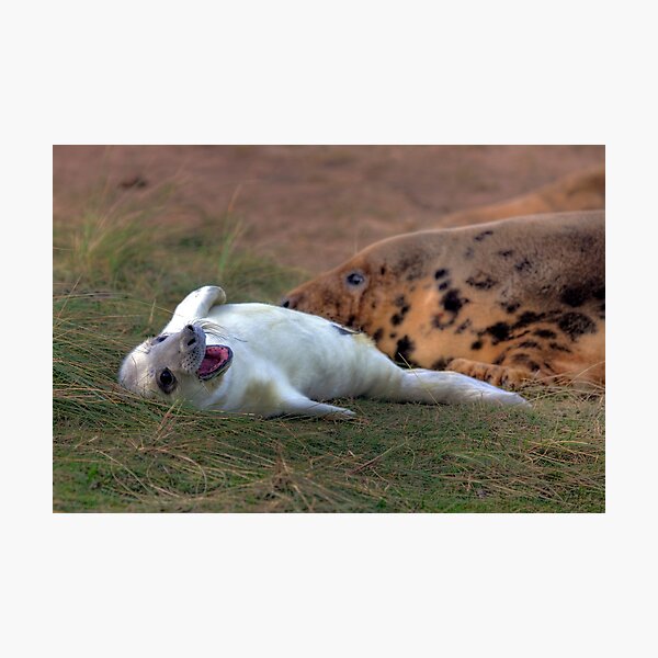 Item preview, The Donna Nook Grey Seal Colony designed and sold by Paul Thompson Photography.