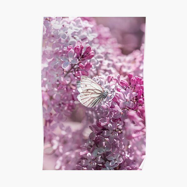 White butterfly in pink lilac flowers Poster
