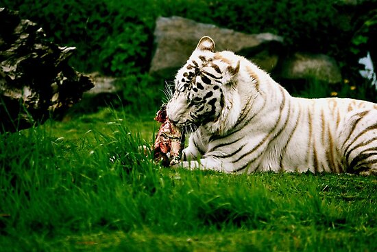 "White Tiger Eating" Photographic Prints by adamg17 | Redbubble