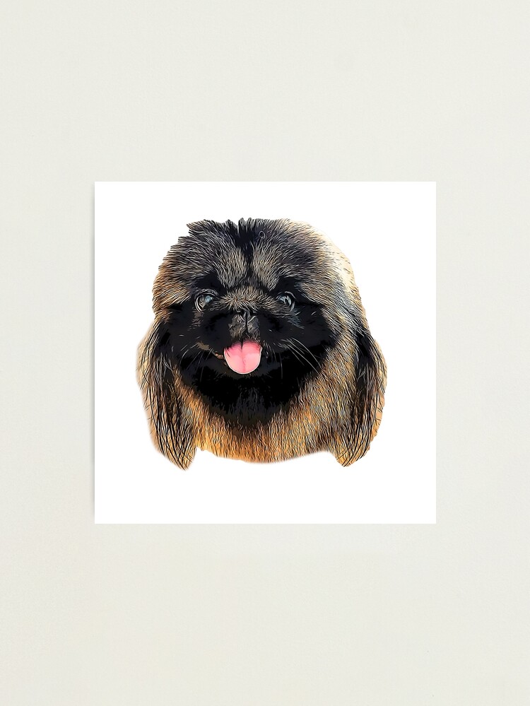 Pekingese water hot sale dog