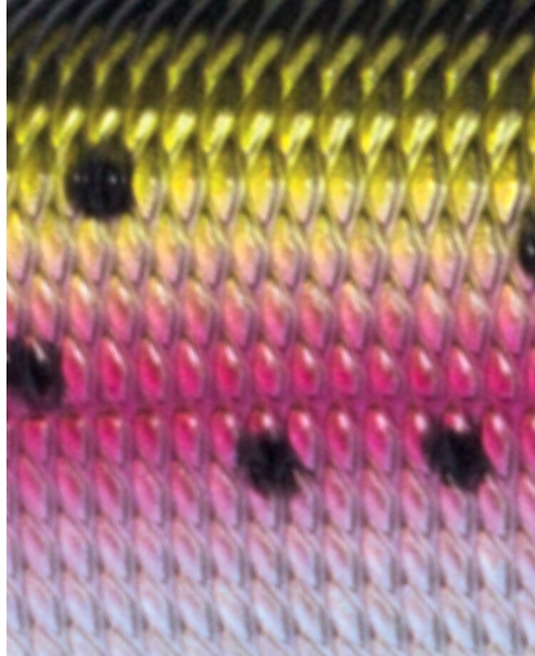 Rainbow trout fish scale crankbait Fishing Lure Color Pattern  iPad Case &  Skin for Sale by frankheights