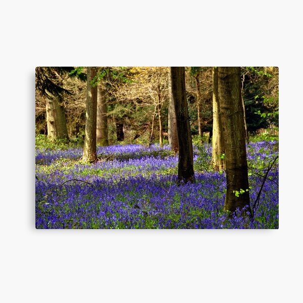 STUNNING BLUEBELL WOODS WOODLAND FOREST CANVAS PICTURE PRINT WALL ART #100