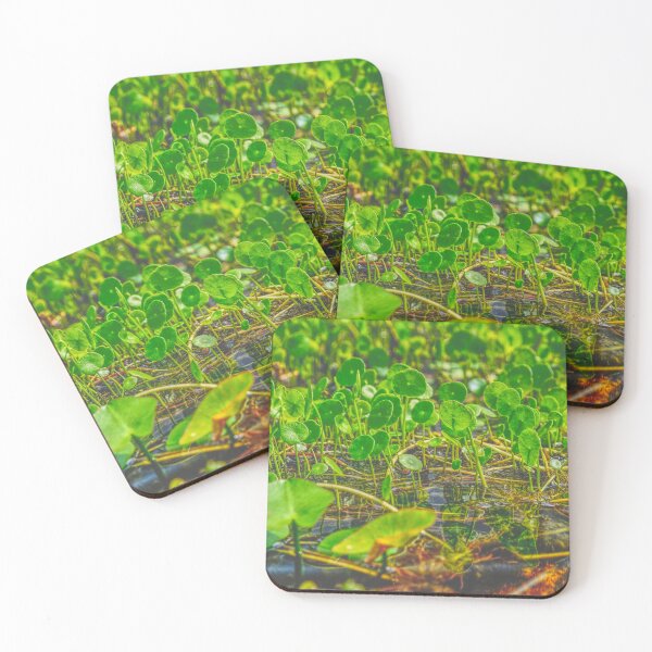 Item preview, Water lilies designed and sold by Moritz Schwäble.