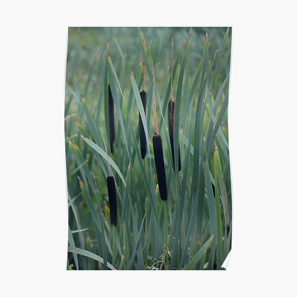Green rushes texture botanical Poster