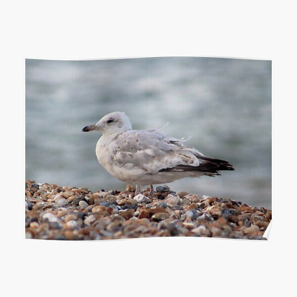 Seagull on stony beach Poster