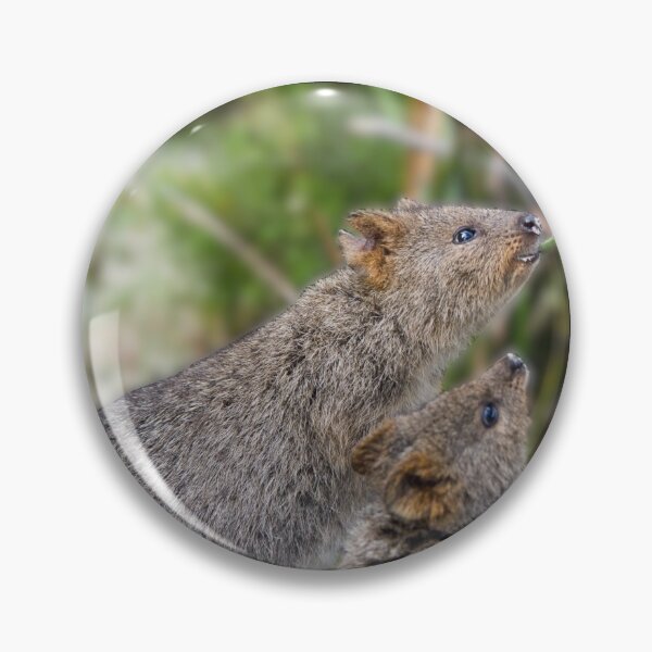 Item preview, Hungry Quokka and its kid designed and sold by sword-snobby.