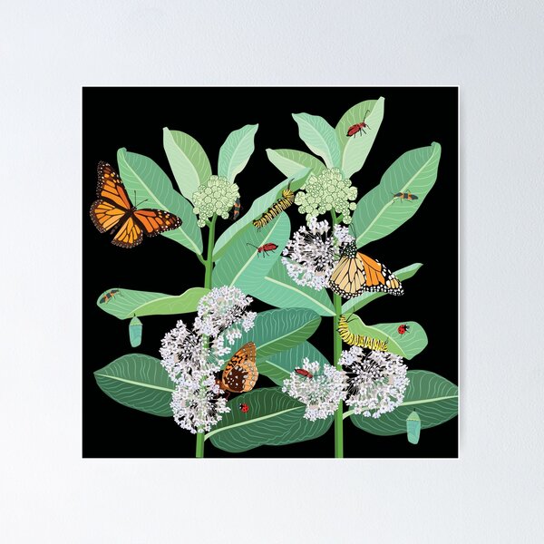Monarchs and milkweed Poster