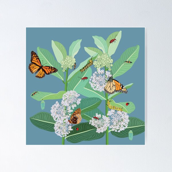 Monarch Butterfly Life Cycle Stages Art, Cottagecore Decor