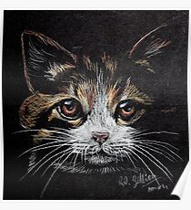 Póster Kitten