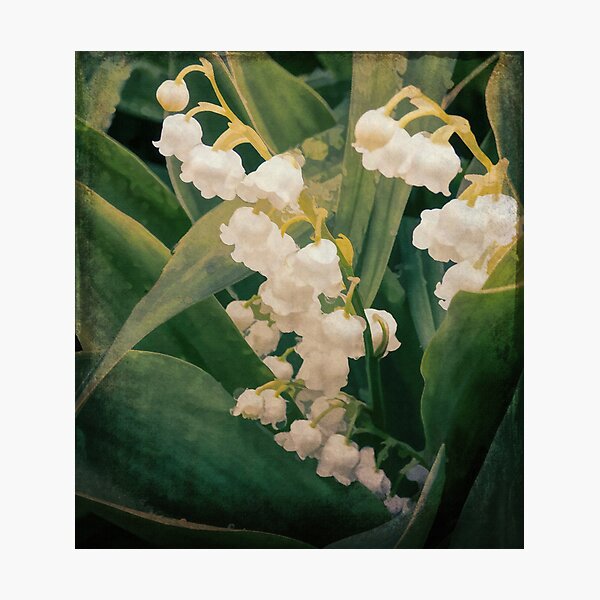 Arsenic And Old Lace Photographic Print