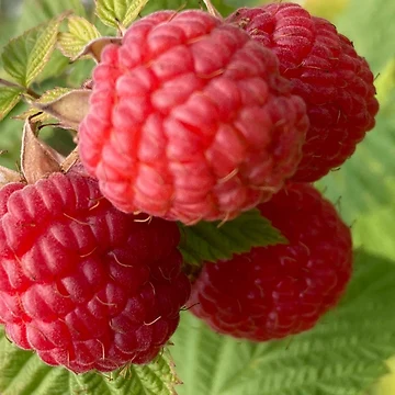 Artwork thumbnail, Closeup Red Raspberry by Amanda1775