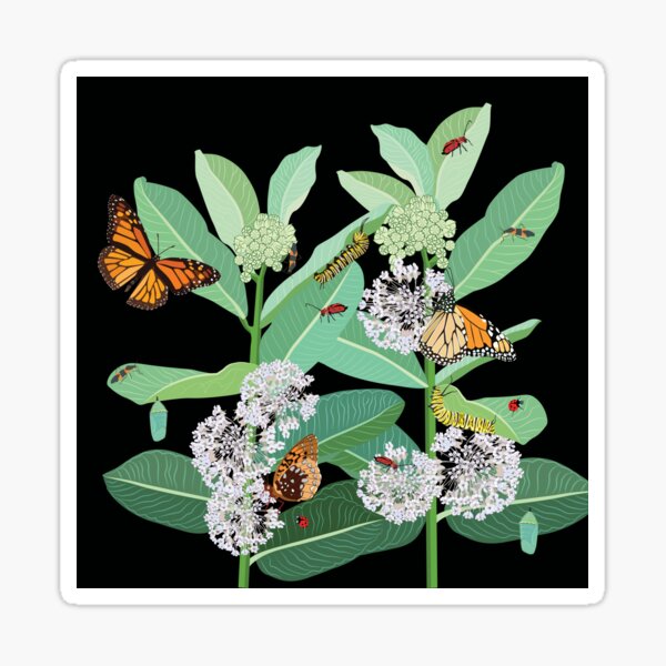 Monarch butterflies and milkweed Sticker
