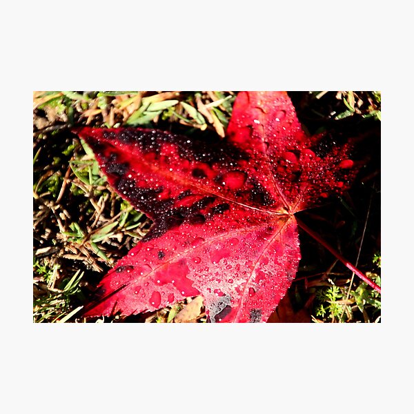 Item preview, Autumn Leaf designed and sold by Sally Haldane.