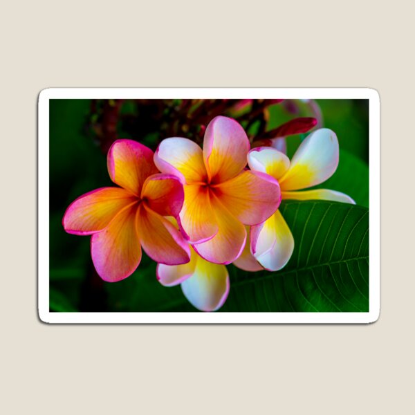Tropical Beauty Magnet