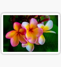 Tropical Beauty Sticker