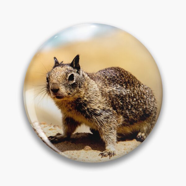 Item preview, California Ground Squirrel Photograph designed and sold by ValeriesGallery.