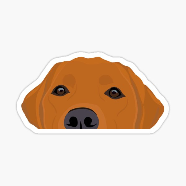 Curious Red Labrador Sticker