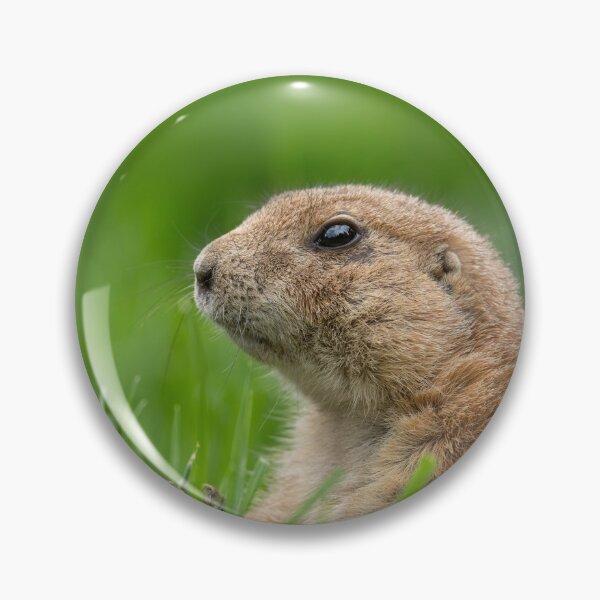 Item preview, Black-tailed prairie dog in the grass designed and sold by rawshutterbug.