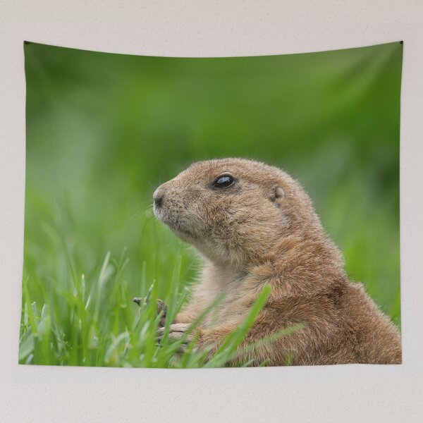 Item preview, Black-tailed prairie dog in the grass designed and sold by rawshutterbug.