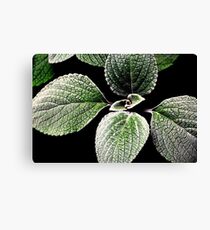 sage foliage.. Canvas Print
