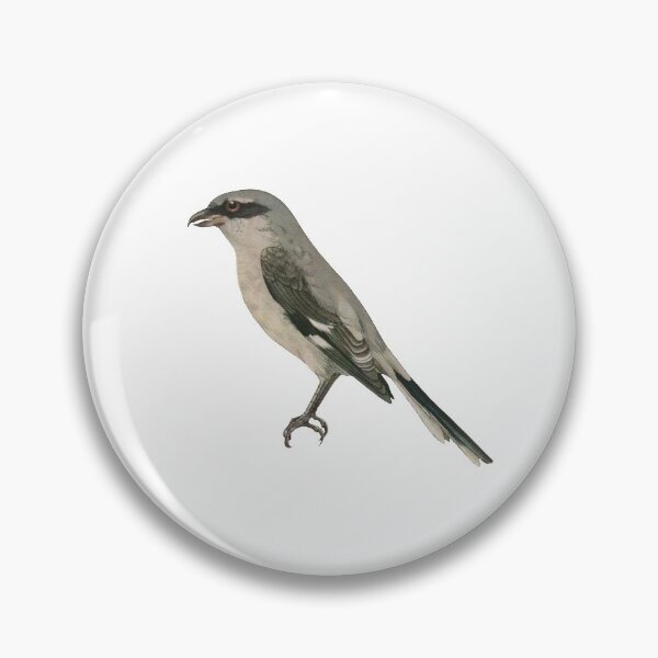 Item preview, Bird Art - great grey shrike - Vintage Print Art designed and sold by Studio66Designs.