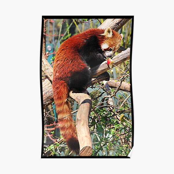 Red Panda eating red apple Poster