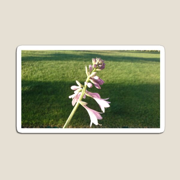 Item preview, Purple with a pink tint flower designed and sold by iuri Smith.