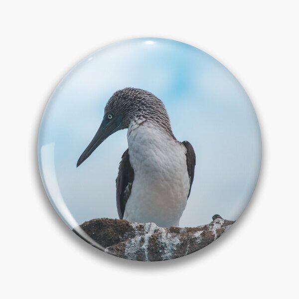 Artikelvorschau, Blue Footed Booby entworfen und verkauft von kbracey-meraki.