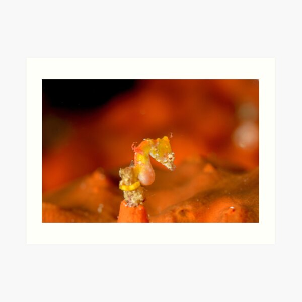 Pontoh's Pygmy Seahorse - Hippocampus pontohi Art Print
