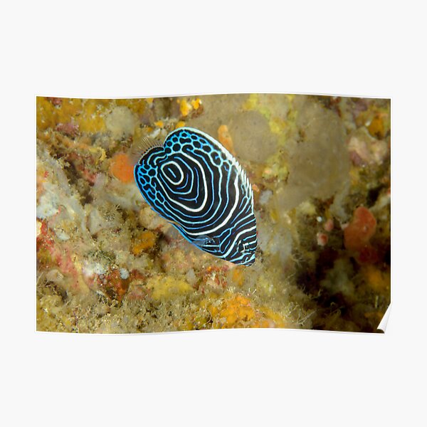 Juvenile Emperor Angelfish - Pomacanthus imperator Poster