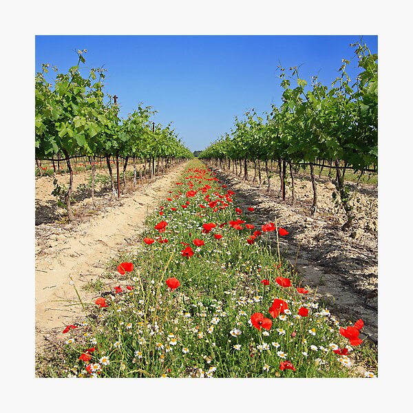 Item preview, Wine growing at spring time designed and sold by Chantal Seigneurgens.