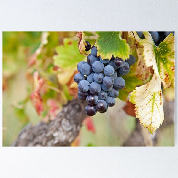 Item preview, Wine Grap designed and sold by Chantal Seigneurgens.