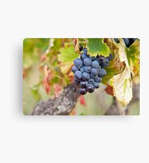 Wine Grap Leinwanddruck