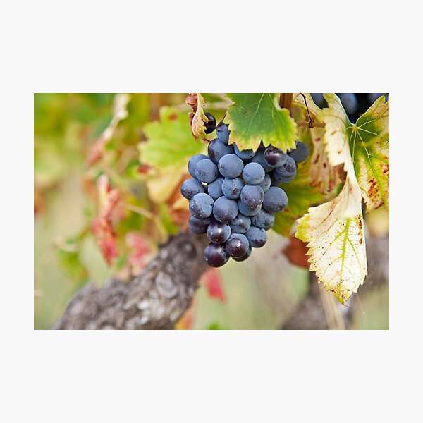 Item preview, Wine Grap designed and sold by Chantal Seigneurgens.