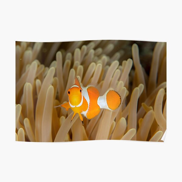 False Clown Anemonefish - Amphiprion ocellaris Poster