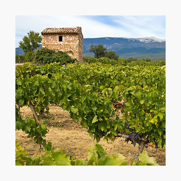 Item preview, Wine growing - Mont Ventoux designed and sold by Chantal Seigneurgens.