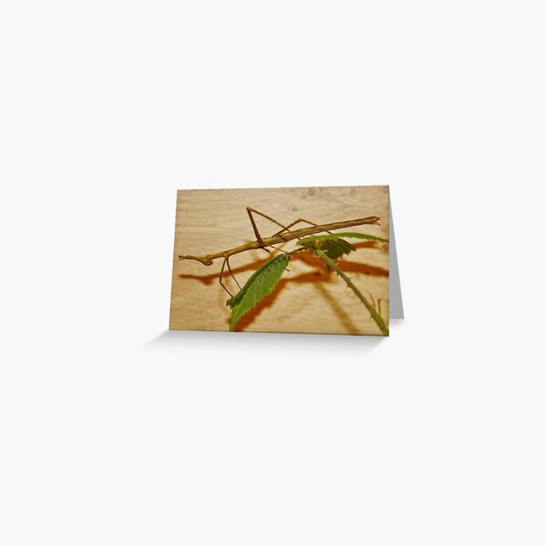 Item preview, Horsehead Grasshopper designed and sold by AnnDixon.