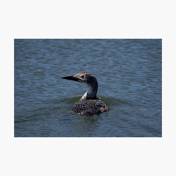 Immature Nonbreeding Loon Coastal Waters Photographic Print