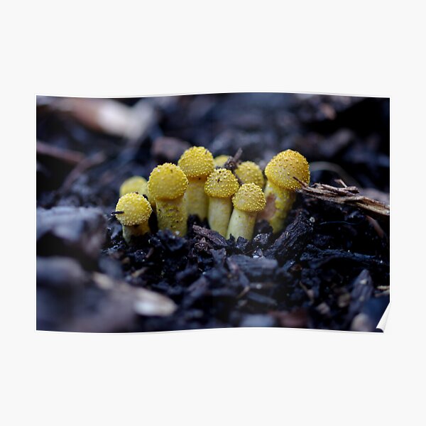 warty babies Poster