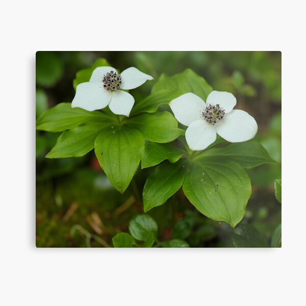Hidden Among the Forest Understory Metal Print