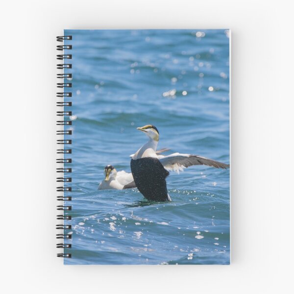 Item preview, Male Eider Duck Stretching His Wings designed and sold by ManiacMoose.