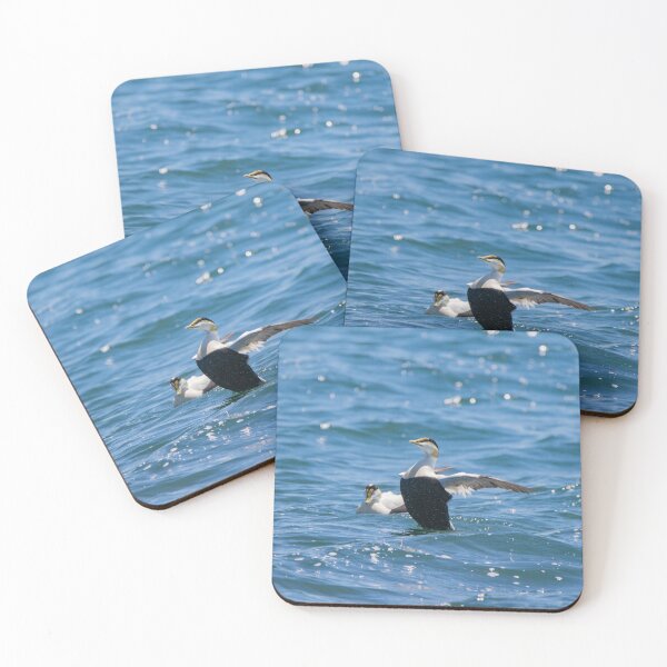 Item preview, Male Eider Duck Stretching His Wings designed and sold by ManiacMoose.