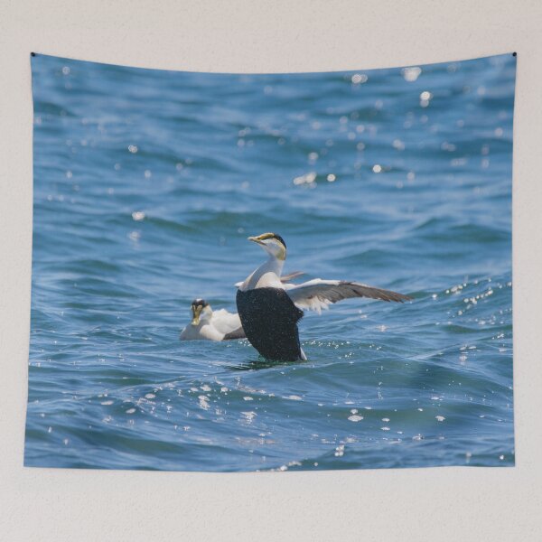 Item preview, Male Eider Duck Stretching His Wings designed and sold by ManiacMoose.