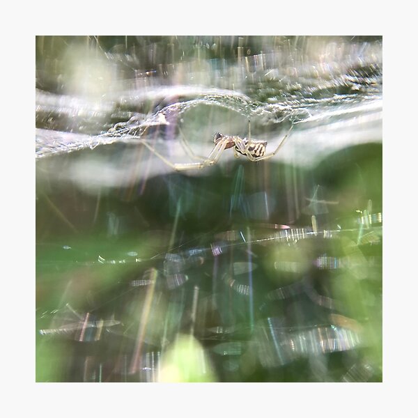 Aperçu de l'œuvre Basilica Spiderweb Sparkle créée et vendue par Sk8Legged.