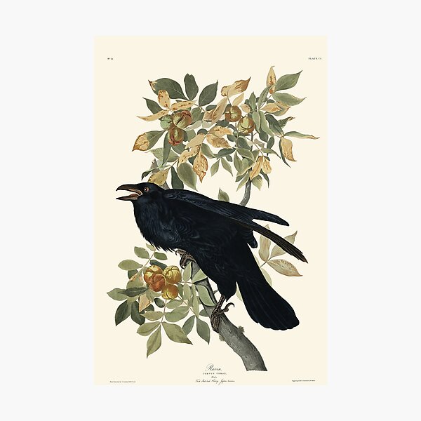 Audubon plate - Raven Photographic Print